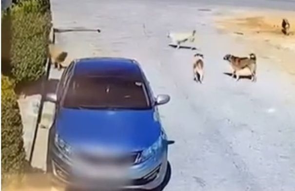 صاحب المنزل يكشف تفاصيل فيديو هجوم الكلاب على سيدة في...