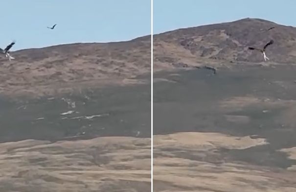 شاهد.. نسر البحر يحمل خروفاً ويحلق به عالياً في اسكتلندا