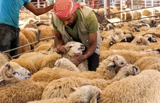 الأمانة تحدد مواقع حظائر بيع الأضاحي وتعلن استقبال...