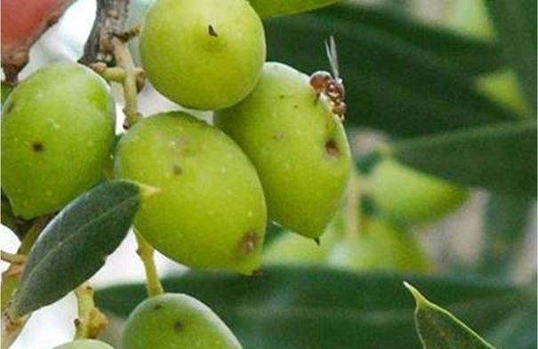 زراعة الكورة تدعو لمكافحة ذبابة الزيتون