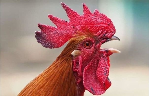 في بلد عربي .. حظر تربية الديوك بسبب صياحها صباحاً !