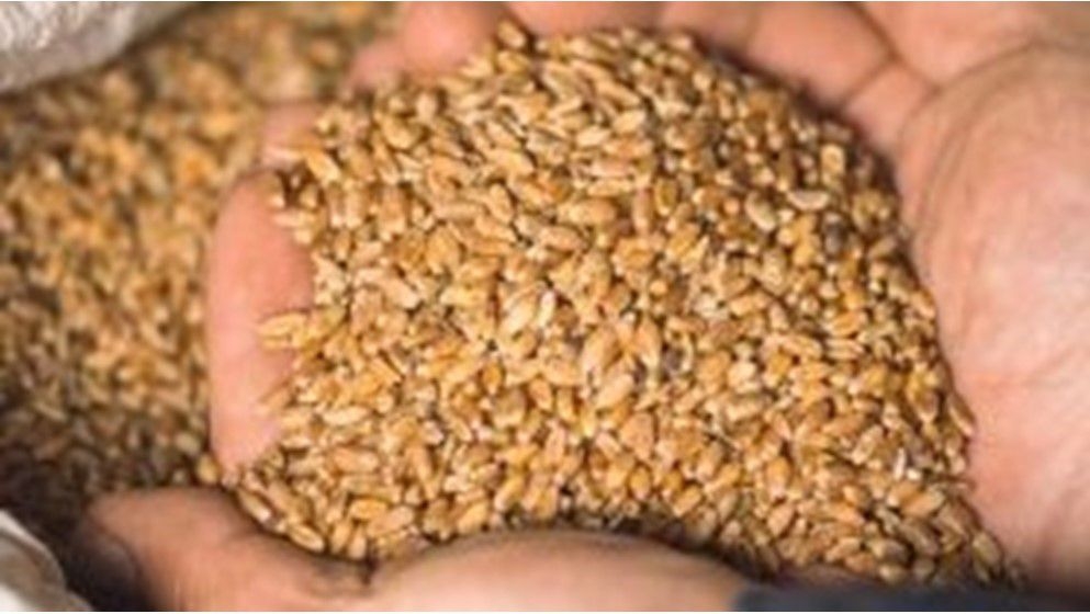 Tender for the Purchase of Barley Quantities - Jordan News