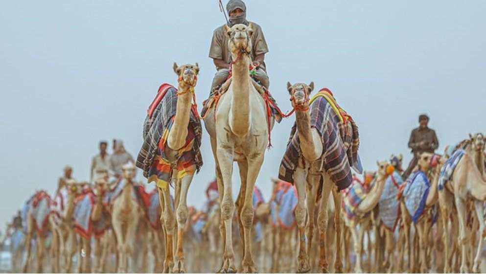 Launch of the Ra'i Al-Hidla Camel and Heritage Festival in Wadi Araba - Jordan News