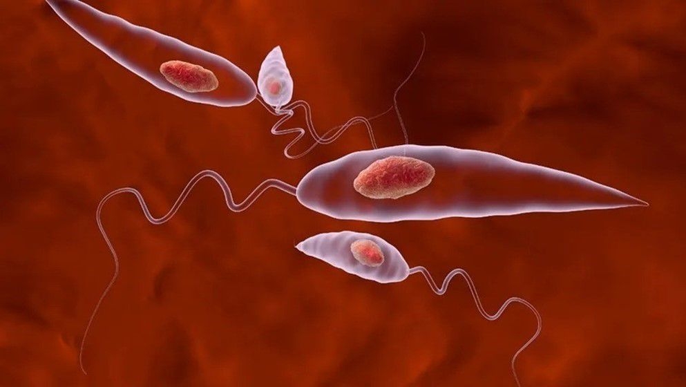 Leishmaniasis: Causes, Symptoms, and Prevention - Jordan News