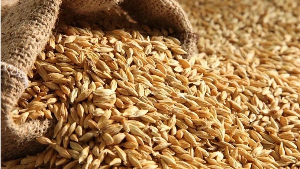 Ministry of Industry and Trade: No Concerns Over Barley Shortage, Stock is Safe - Jordan News