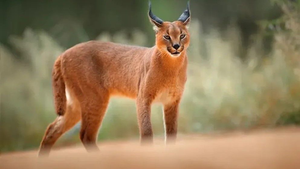 The Egyptian Caracal: Why Did It Attack Israeli Soldiers Despite Its Fear of Humans? - Jordan News