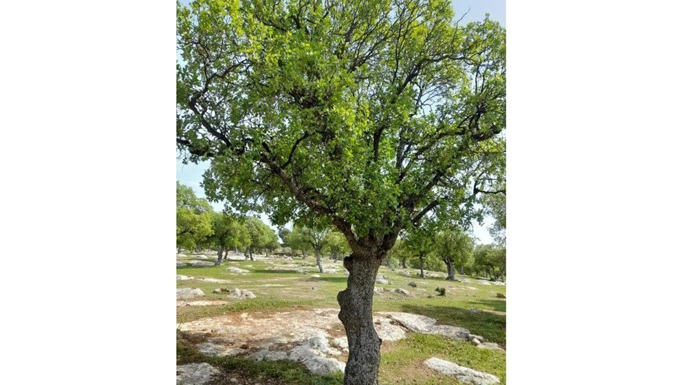 Ancient Oak Forests in Bireen: A Natural Heritage Facing Challenges - Jordan News