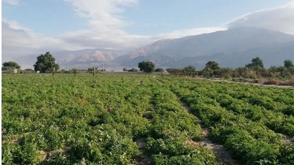 Jordan's Agriculture Sector Grows by 6.9% in 2024 – Minister - Jordan News