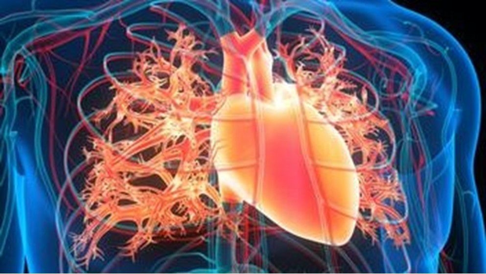 Is Cholesterol Really the Heart's Number One Enemy? - Jordan News