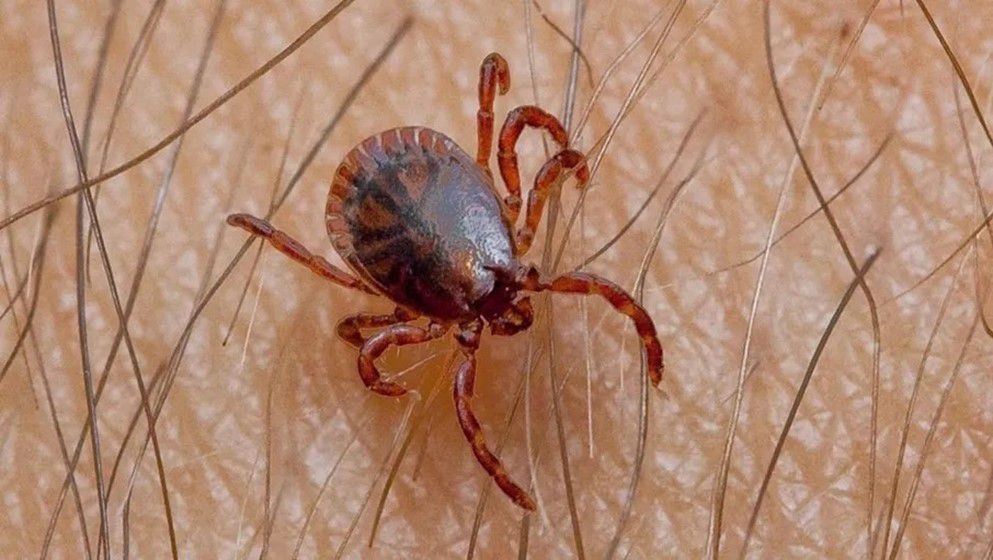 Epidemics Center: Kingdom Free of Crimean-Congo Hemorrhagic Fever for Decades - Jordan News