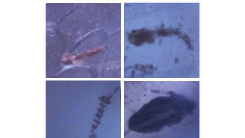 The discovery of insects in gypsum in Jordan. - Jordan News