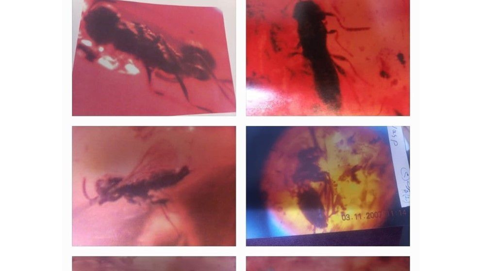 Ten species of wasps discovered in Jordanian amber, dating back 140 million years. - Jordan News