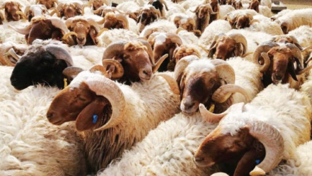 Amman Municipality: Electronic Registration for Eid al-Adha Sacrificial Animal Stalls Begins Tomorrow - Jordan News