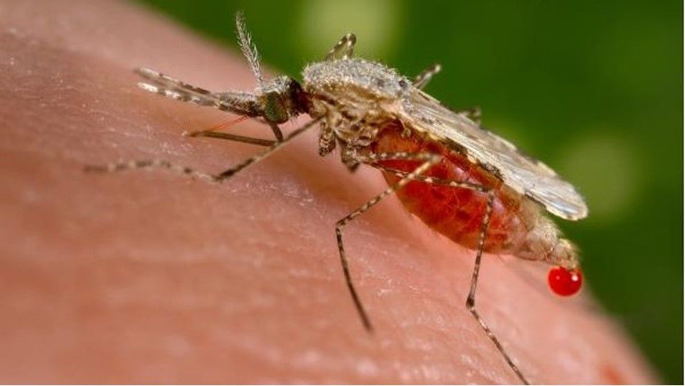Natural and Effective Remedies to Soothe Mosquito Bites - Jordan News