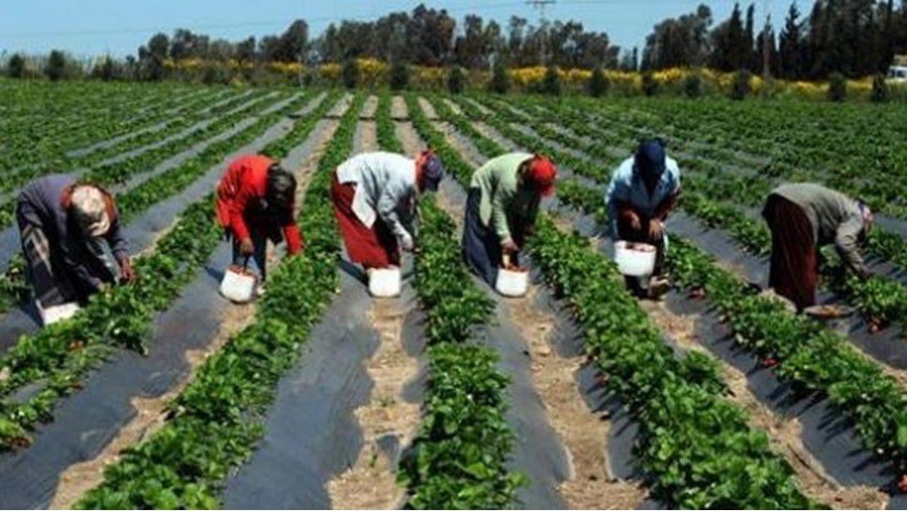 Producer Price Index for Jordanian Agricultural Products Rises by 9.3% in Early 2025 - Jordan News