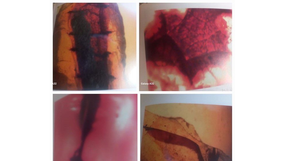Scientist Abbas Haddadin discovered 17 plant species in Jordanian Amber dating back 140 million years - Jordan News
