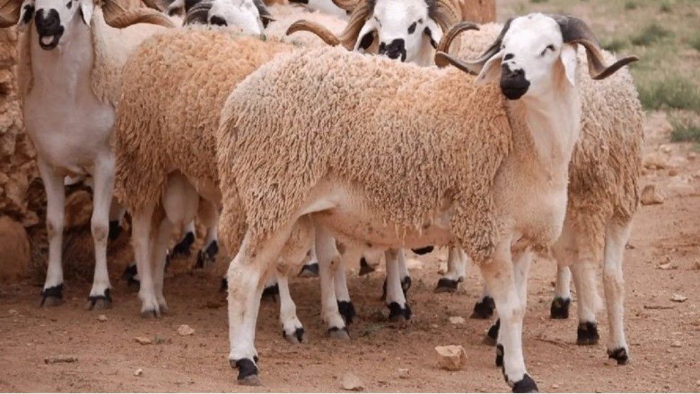 Jordan Hashemite Charity Organization Distributes 616 Sacrificial Animals to Over 2,400 Families - Jordan News