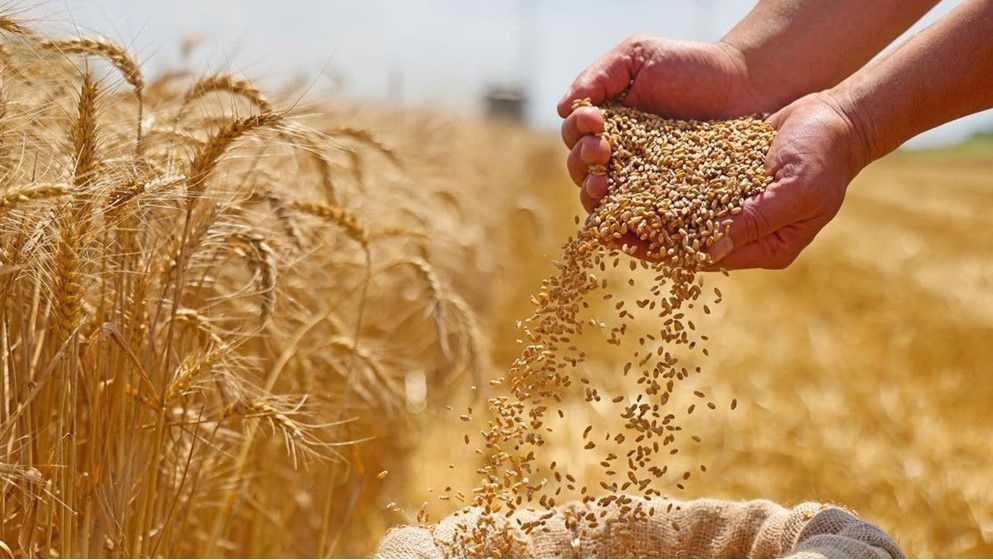 Two Tenders Announced for Wheat and Barley Purchases - Jordan News