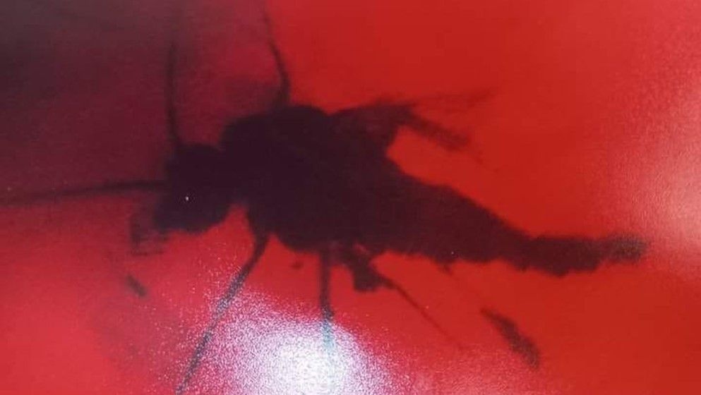 A 140-million-year-old stinging insect discovered in Jordanian amber - Jordan News