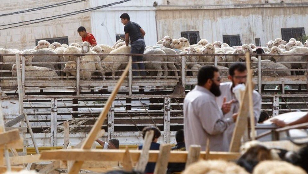 Ministry of Agriculture Announces Indicative Prices for Eid Al-Adha Sacrificial Animals - Jordan News