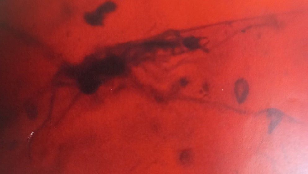 140-Million-Year-Old Spider Threads Found in Jordanian Amber - Jordan News