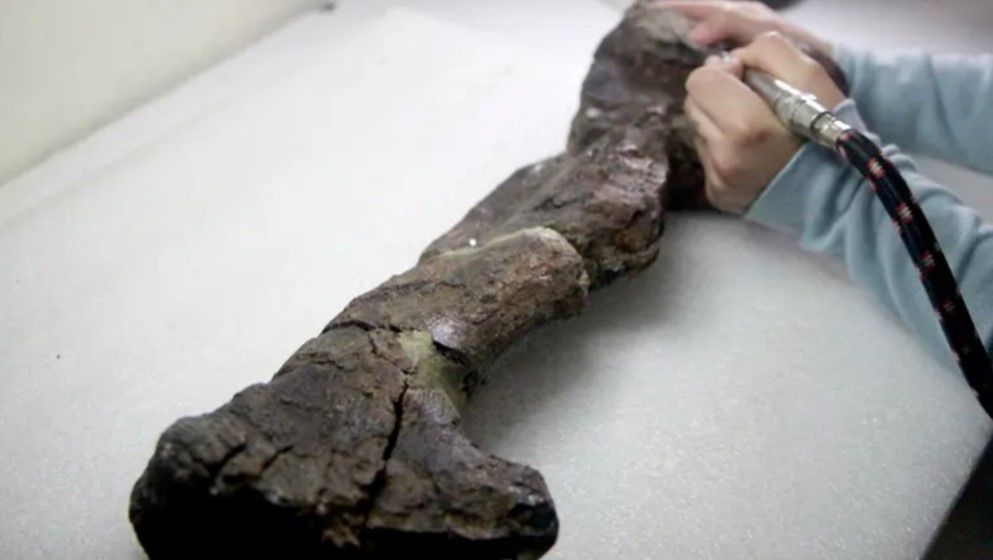 Scientists find 74-million-year-old mammal fossil in Chile - Jordan News