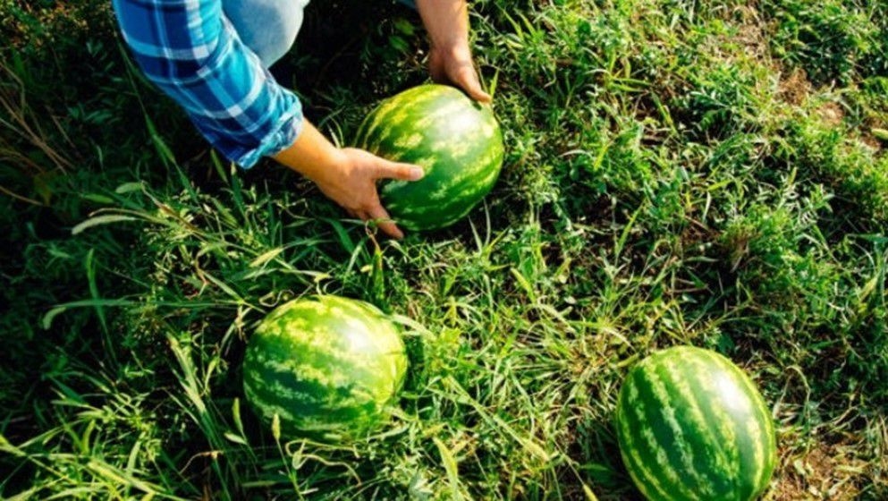 Why Should You Wash Watermelon Before Eating It? Discover the Reasons - Jordan News