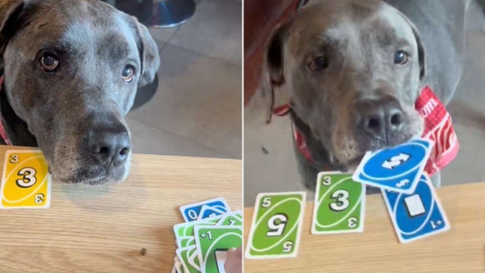 Dog owner taught her pooches to play card game Uno - Jordan News