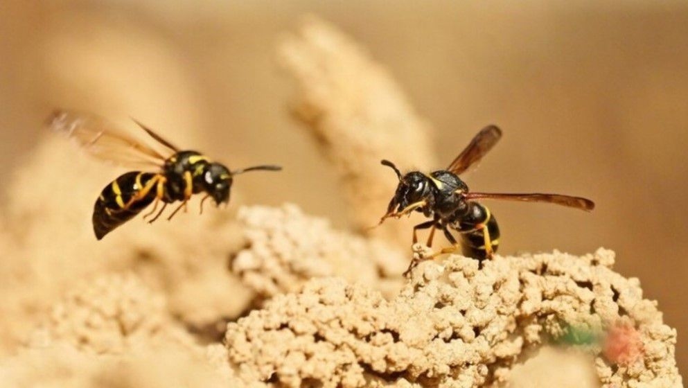 Simple Ways to Avoid Painful Wasp Stings - Jordan News