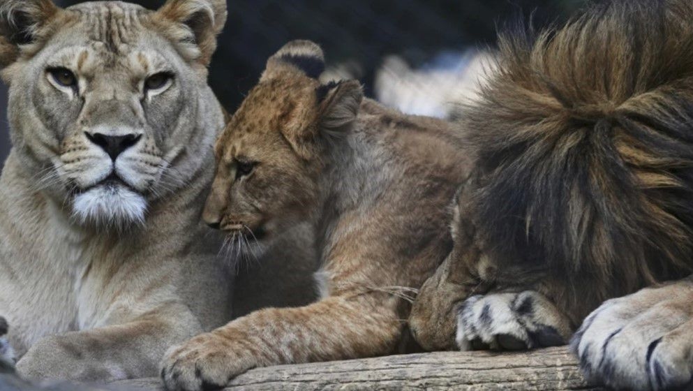 Czech zoo welcomes 4 rare Barbary lion cubs whose population is extinct in the wild - Jordan News