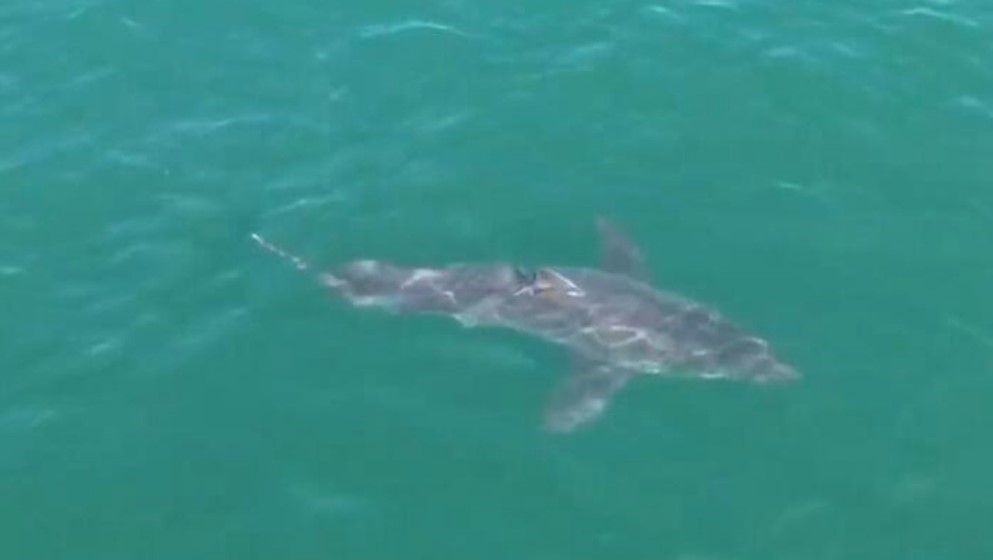 Great white shark is seen near popular beaches in Maine - Jordan News