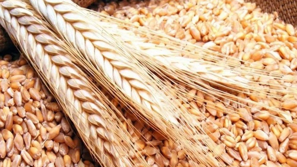 Tender Announced for the Purchase of Wheat - Jordan News
