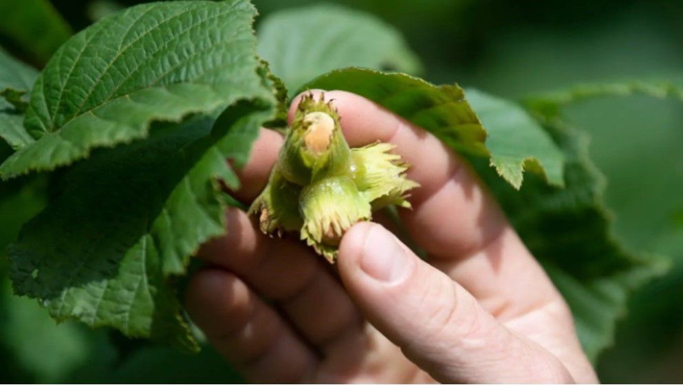 Hazelnut prices soar after frost hits major producer Türkiye