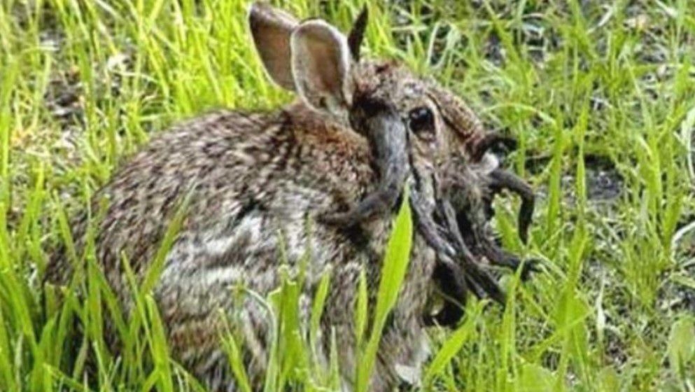 Pictures of 'zombie-rabbits' with twisting black horns go viral - Jordan News