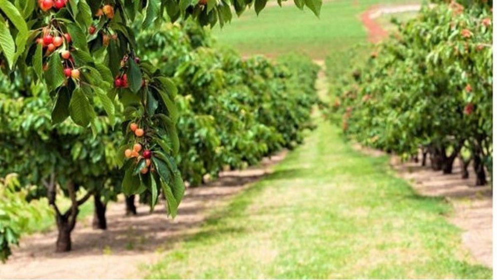 Increase in agricultural producer prices over 6 months - Jordan News
