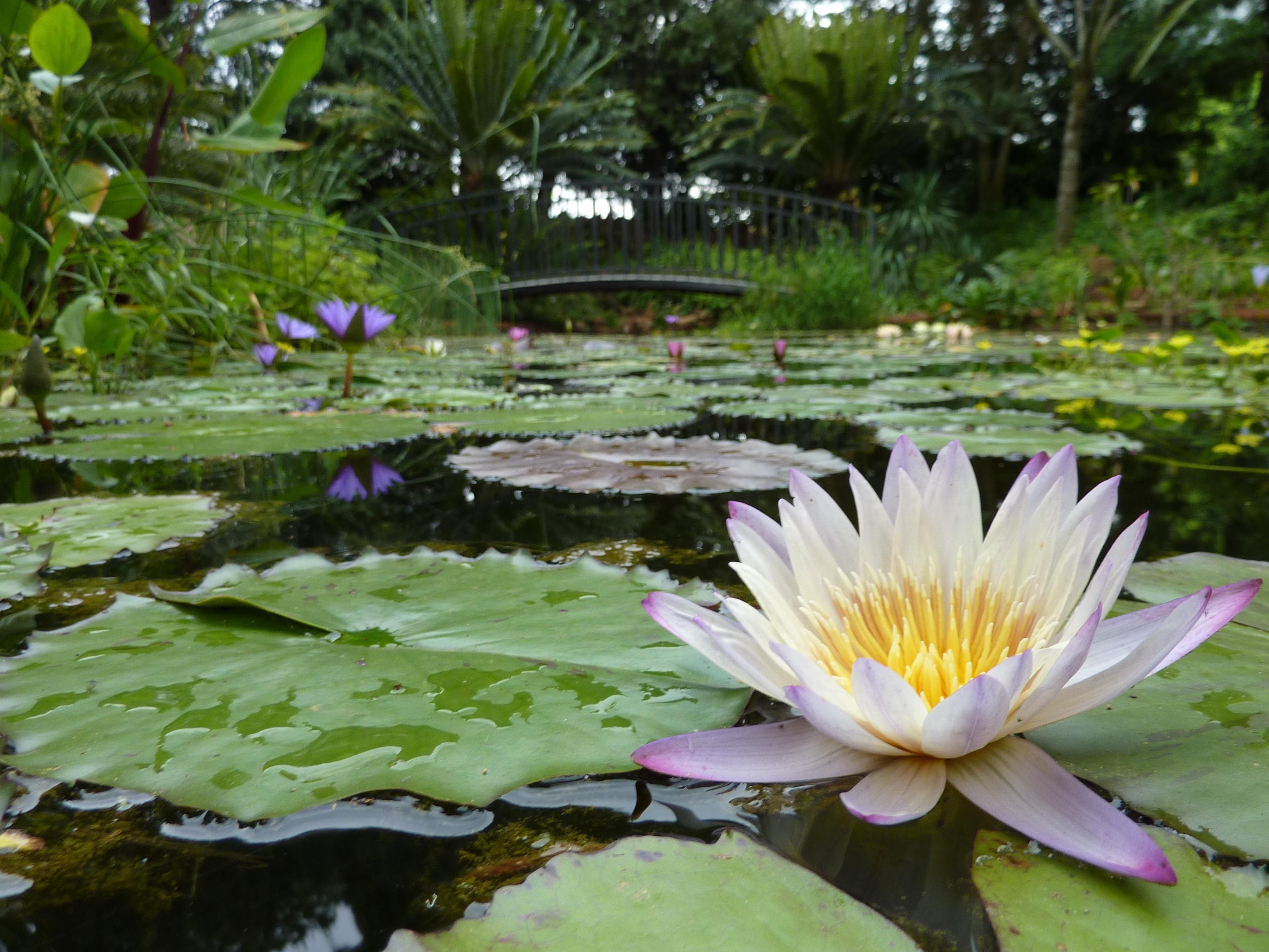 How the University of Pretoria's lily pond pays homage to Claude Monet