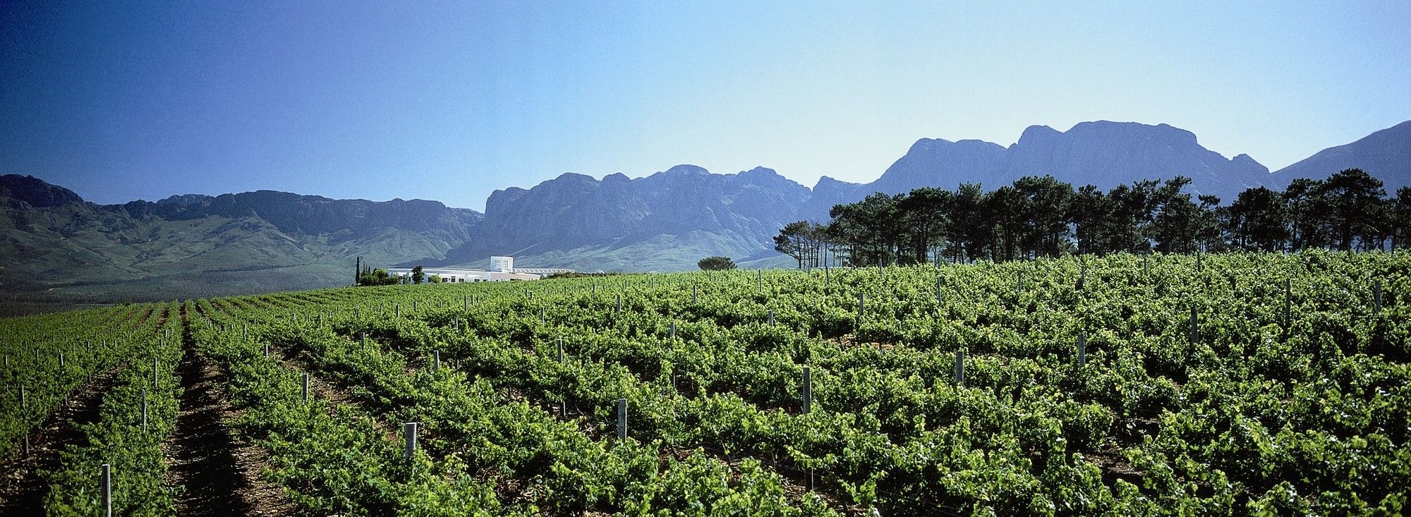 Agribusiness Confidence Index shows slight decline amid global uncertainties