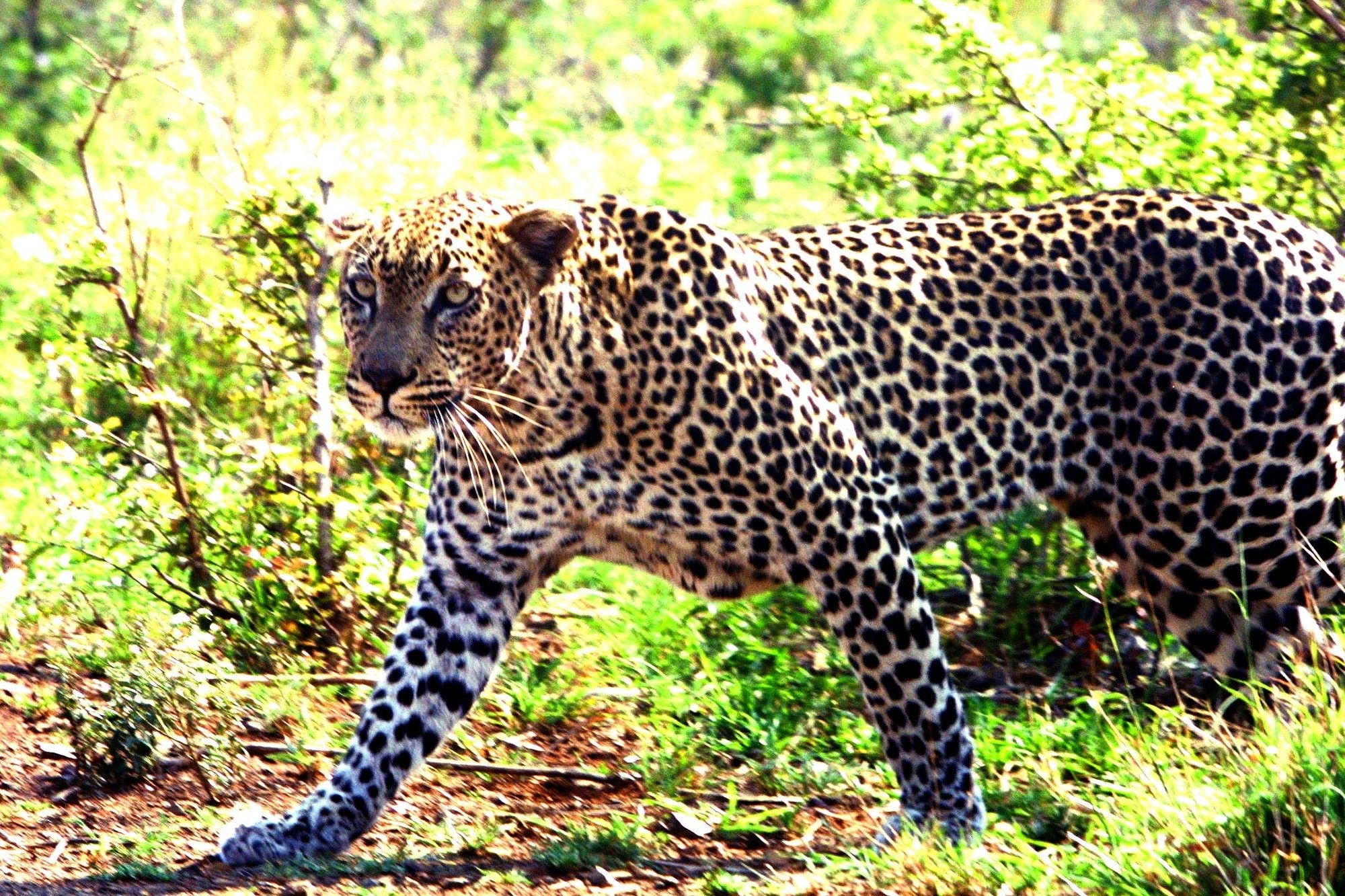 Celebrating International Leopard Day: a call to protect South Africa's majestic leopards