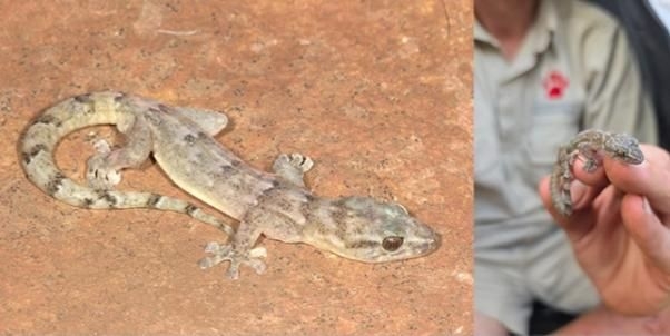 'Lost' Blyde River Flat Gecko rediscovered after 33 years