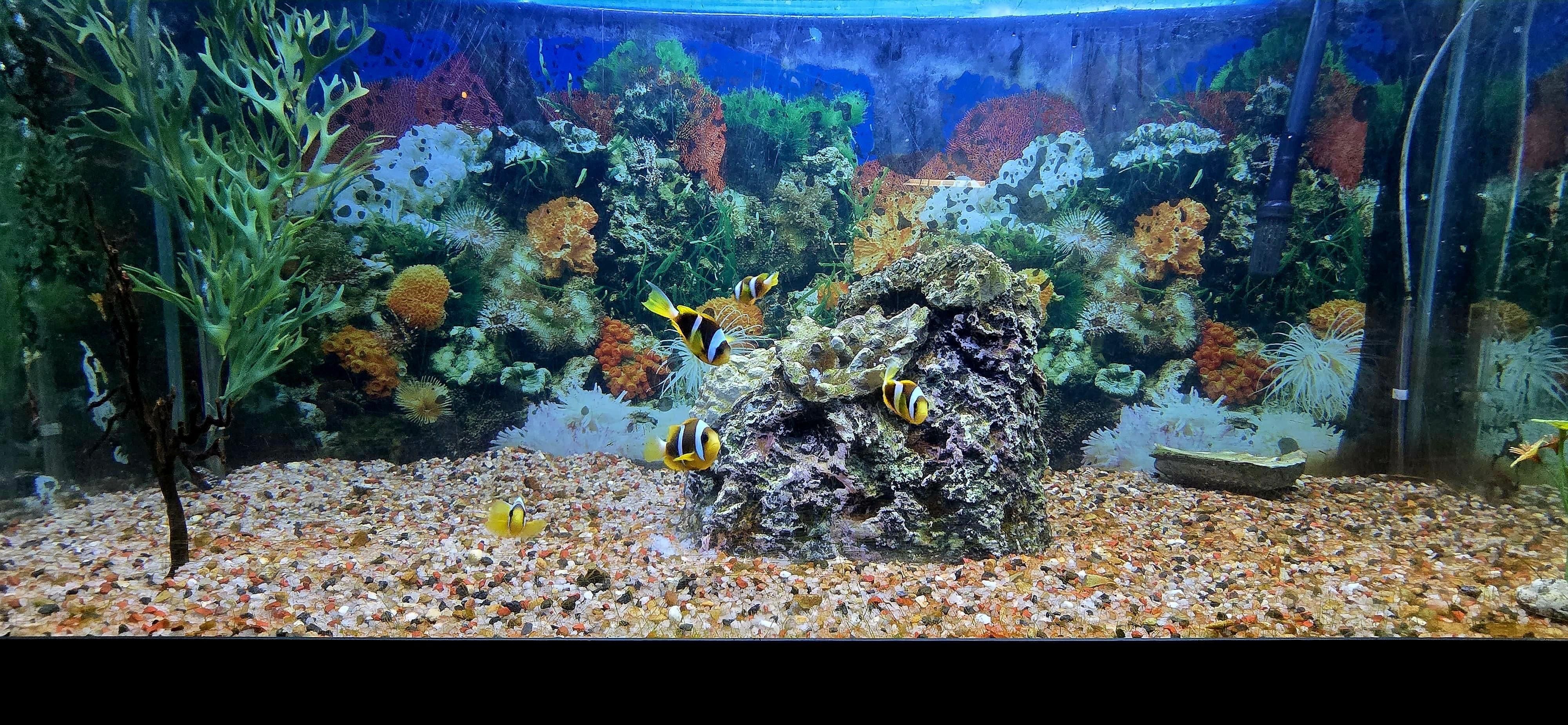 National Zoological Garden welcomes new blacktip reef sharks and vibrant marine fish