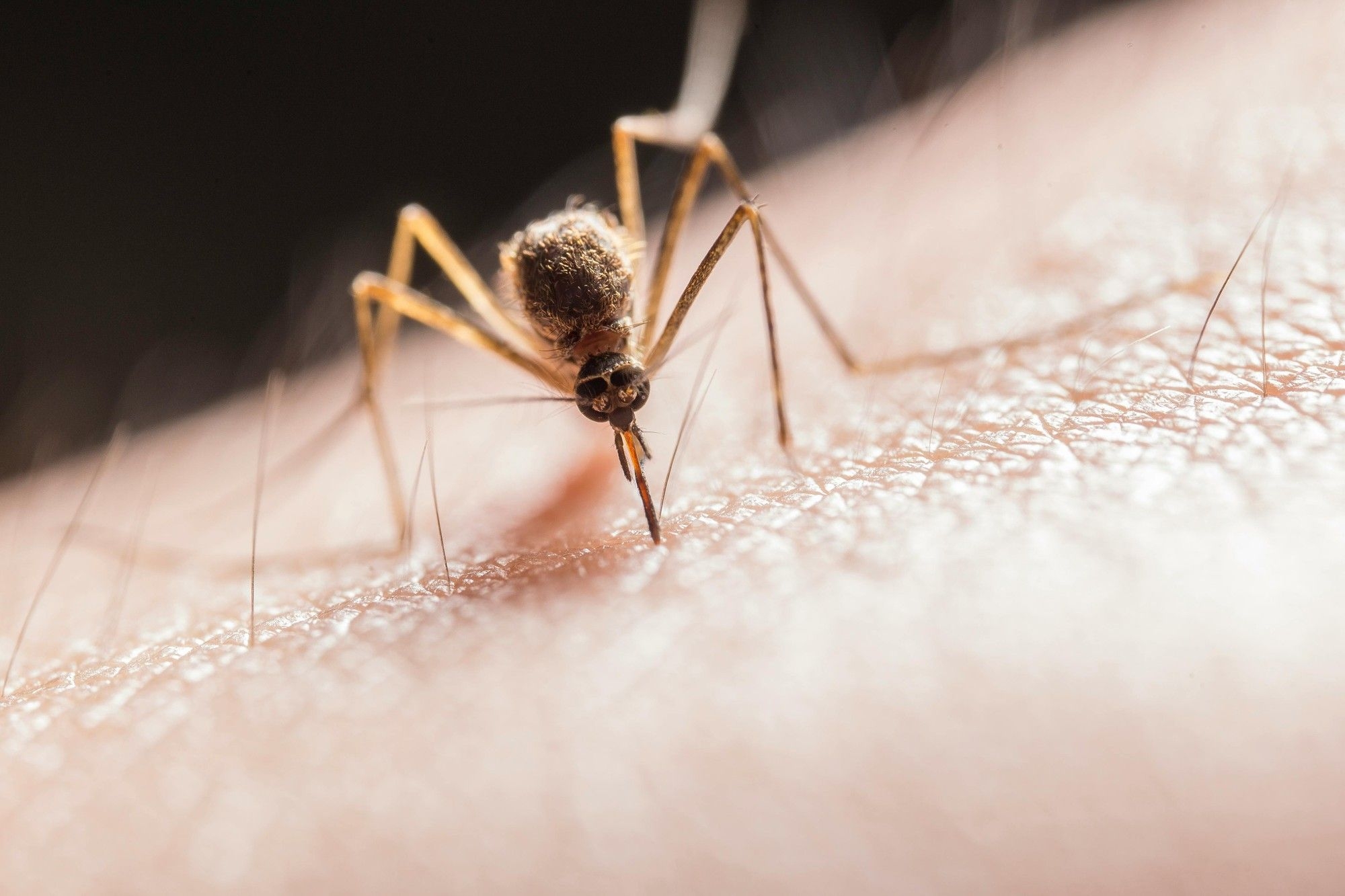 University of Cape Town leads regional action plan against drug-resistant malaria in East Africa