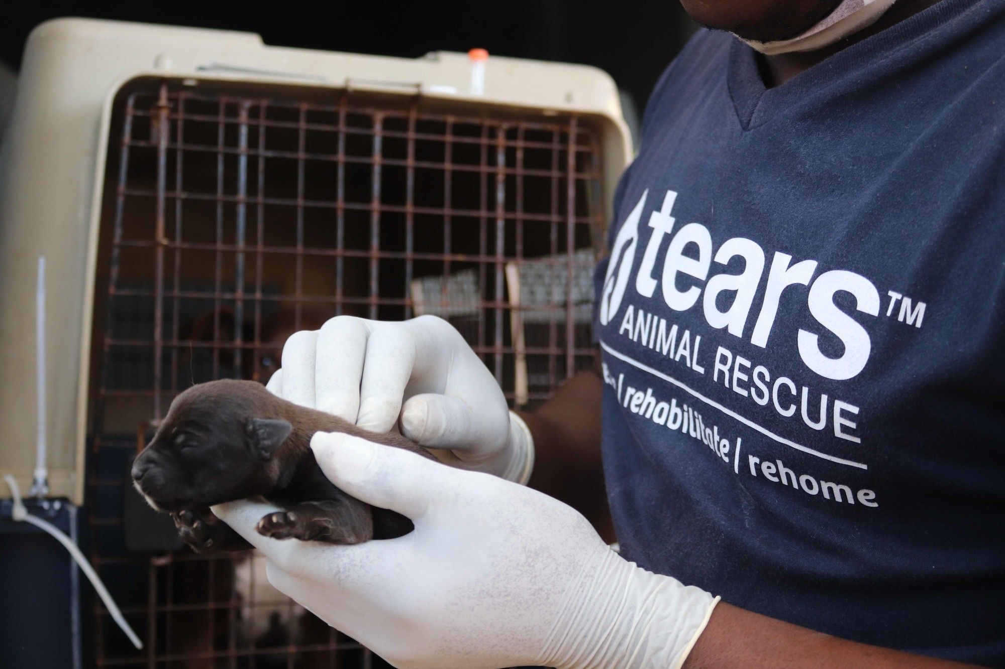TEARS Animal Rescue faces crisis as Cape storms cause severe flooding