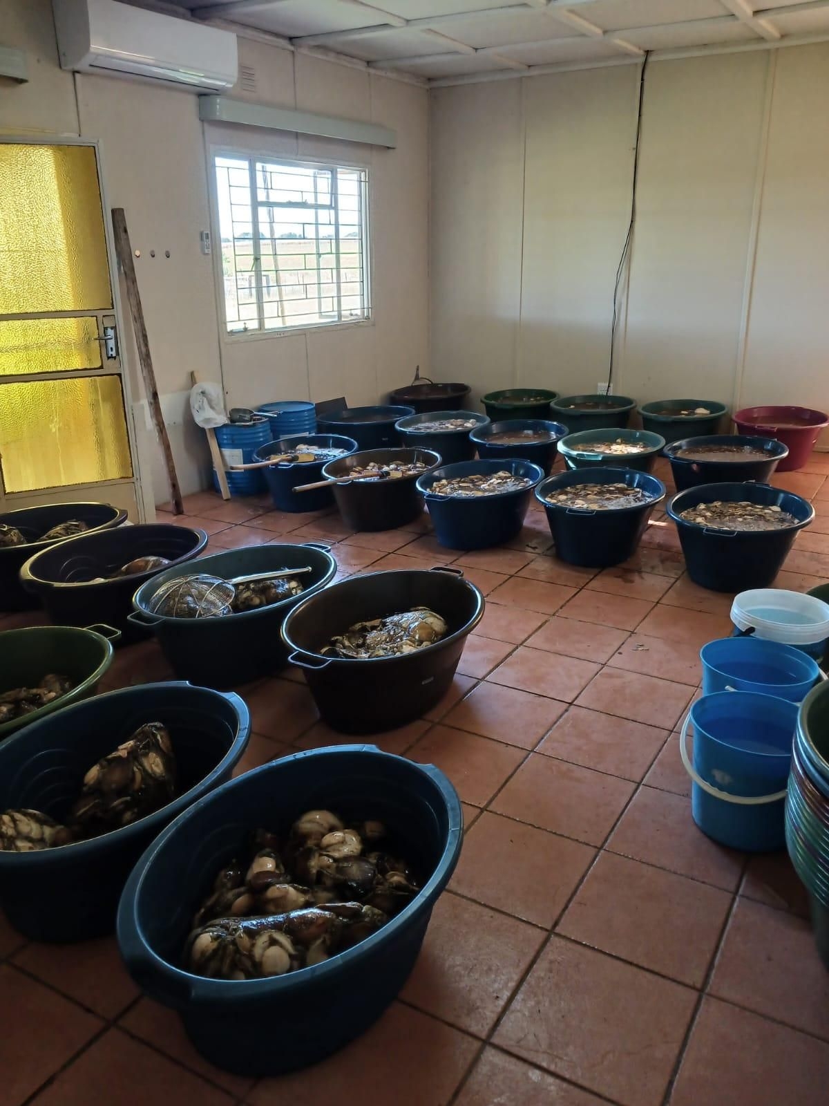 Police crackdown: R1. 9 million worth of abalone seized in Northern Cape farmhouse