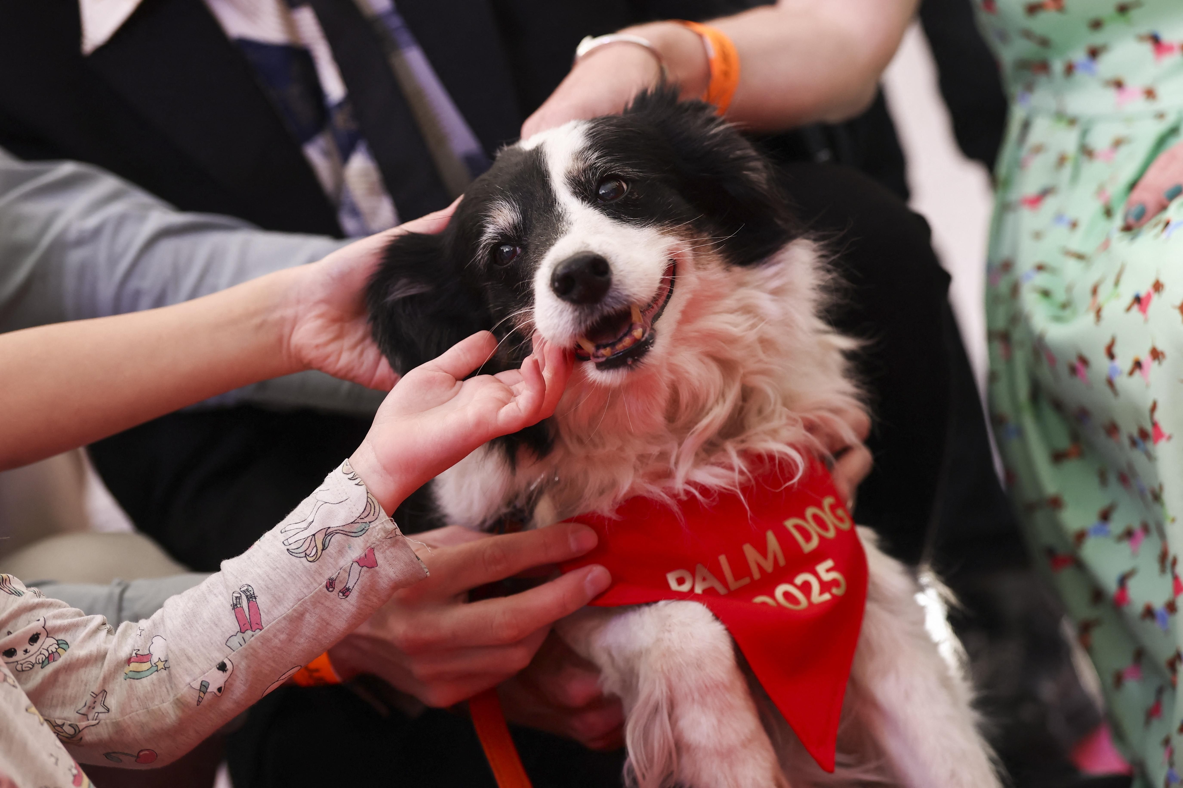 Sheepdog named Panda claims Palm Dog award at Cannes