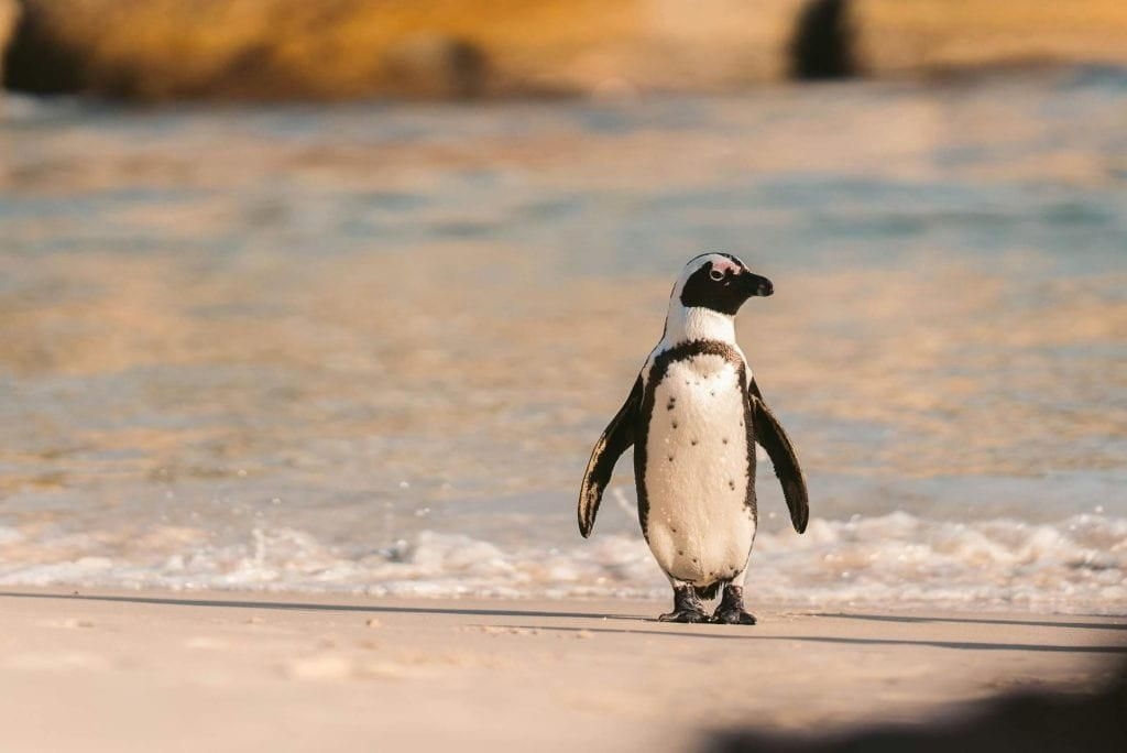 It's World Penguin Day