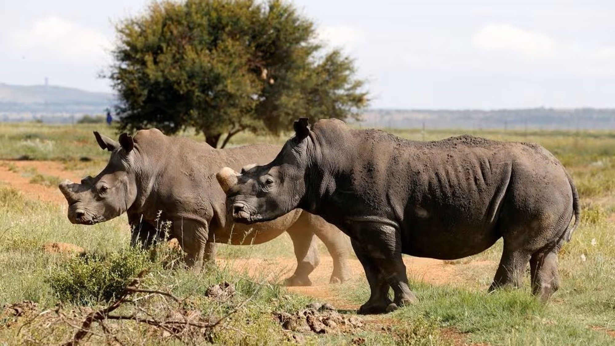 Black Rhino founder population return to Mozambique