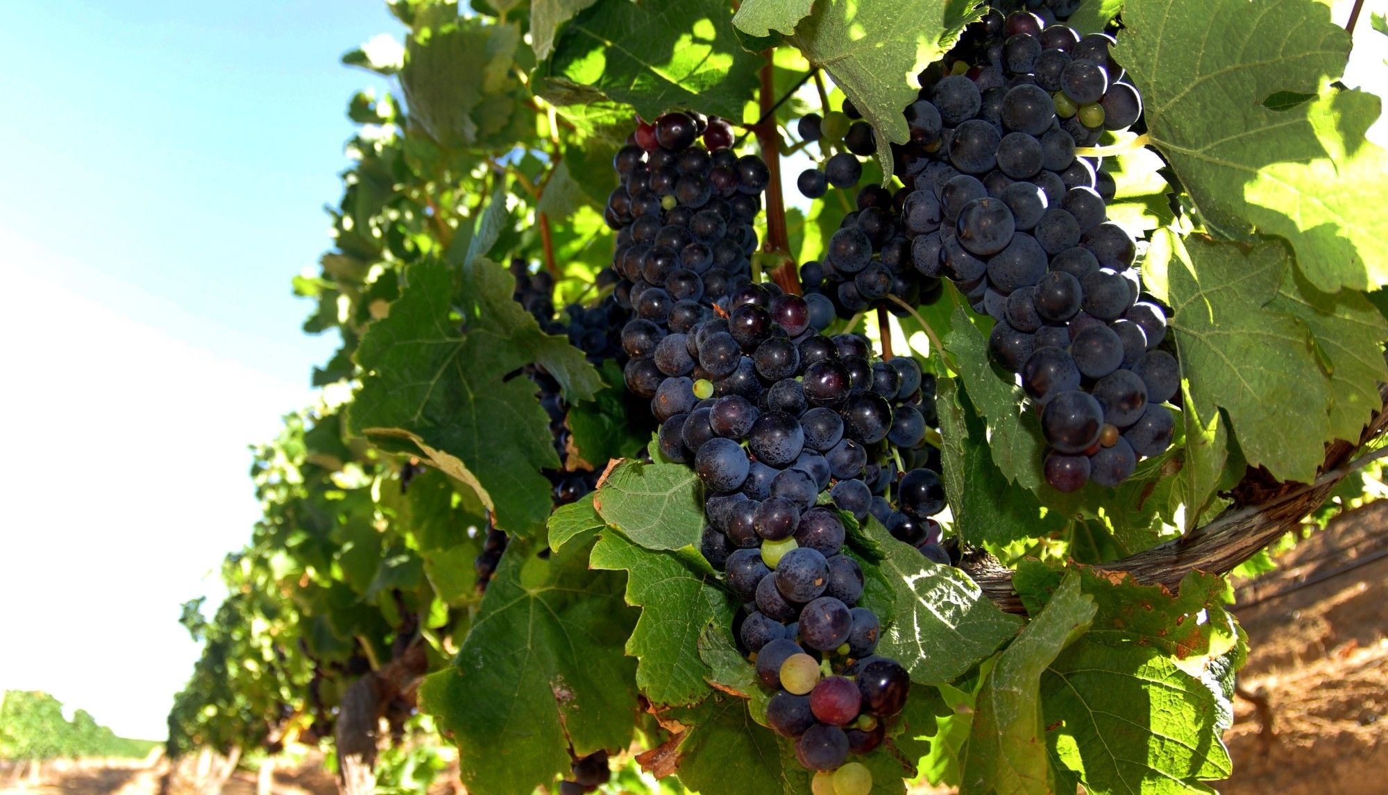 Grapes over gripes: SA's table grapes exports to US soar despite diplomatic drama
