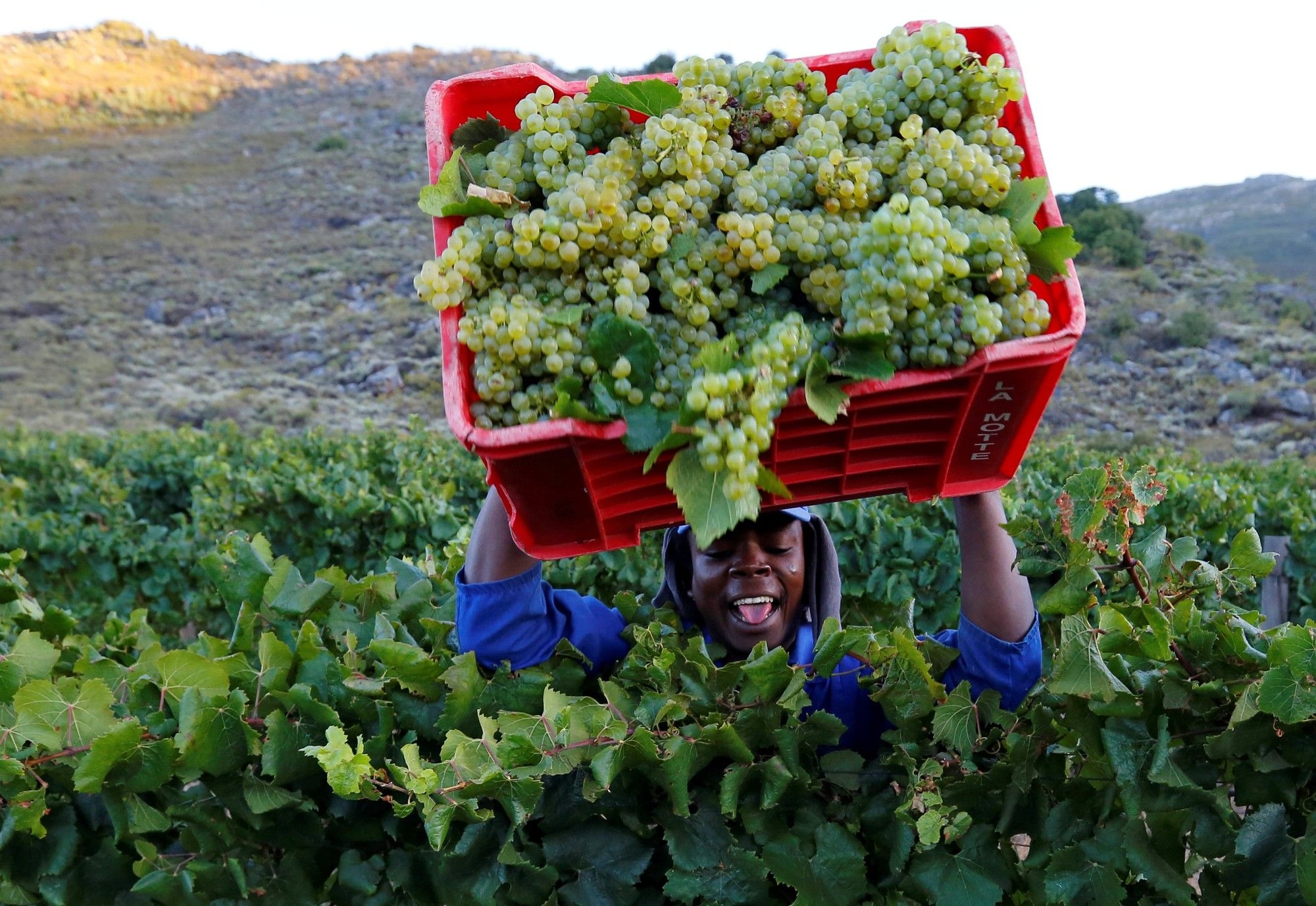 South Africa's agricultural exports surged by 10% in first quarter of 2025