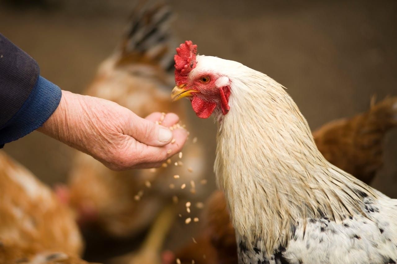 Eskort warns of food security crisis as chicken imports from Brazil prohibited