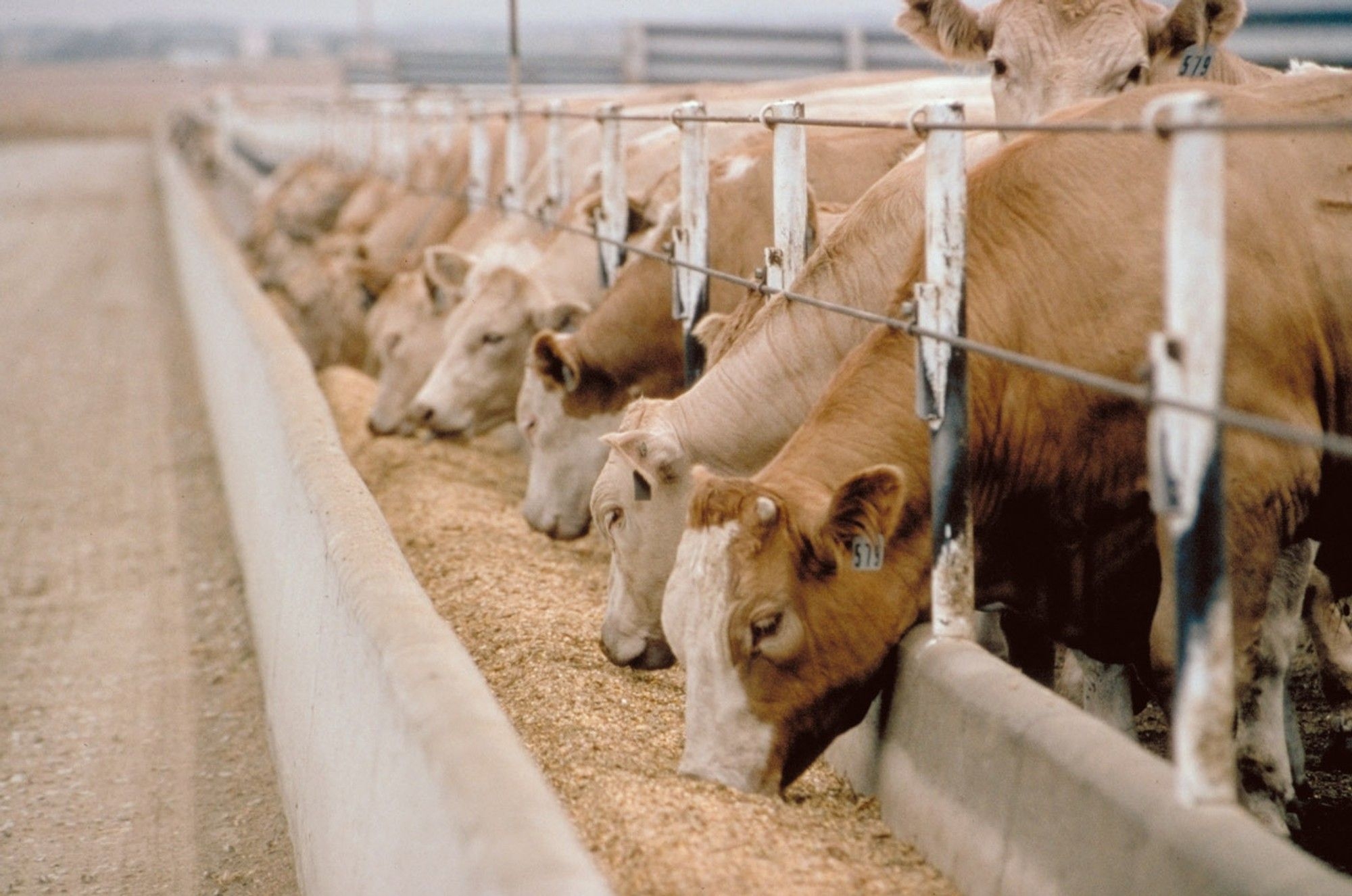 China suspends imports of cloven hoofed animals due to Foot and Mouth Disease outbreak in SA